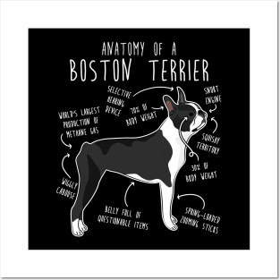 Boston Terrier Dog Anatomy Posters and Art